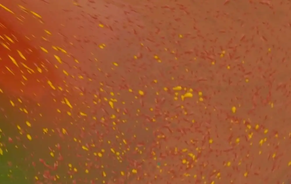 Mirossophia: despre gândirea care respiră